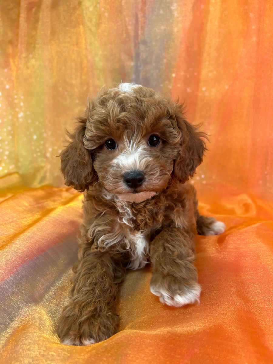 Female Bichon Poodle Pup for Sale DOB 11-3-2024 $950